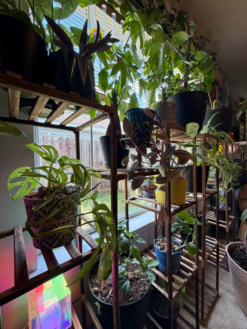 Customer plants in front of window