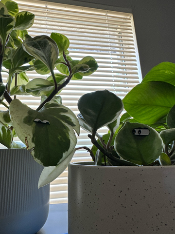 Customer plants close up