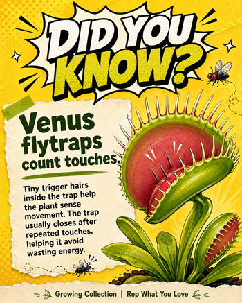 Carnivorous plants card 4